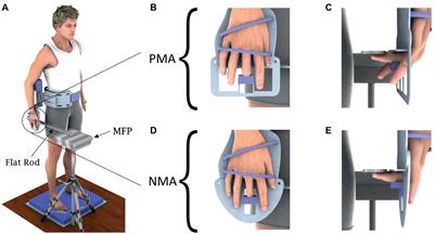 Fingertip-Coupled Spindle Signaling Does Not Contribute to Reduce Postural Sway Under Light Touch